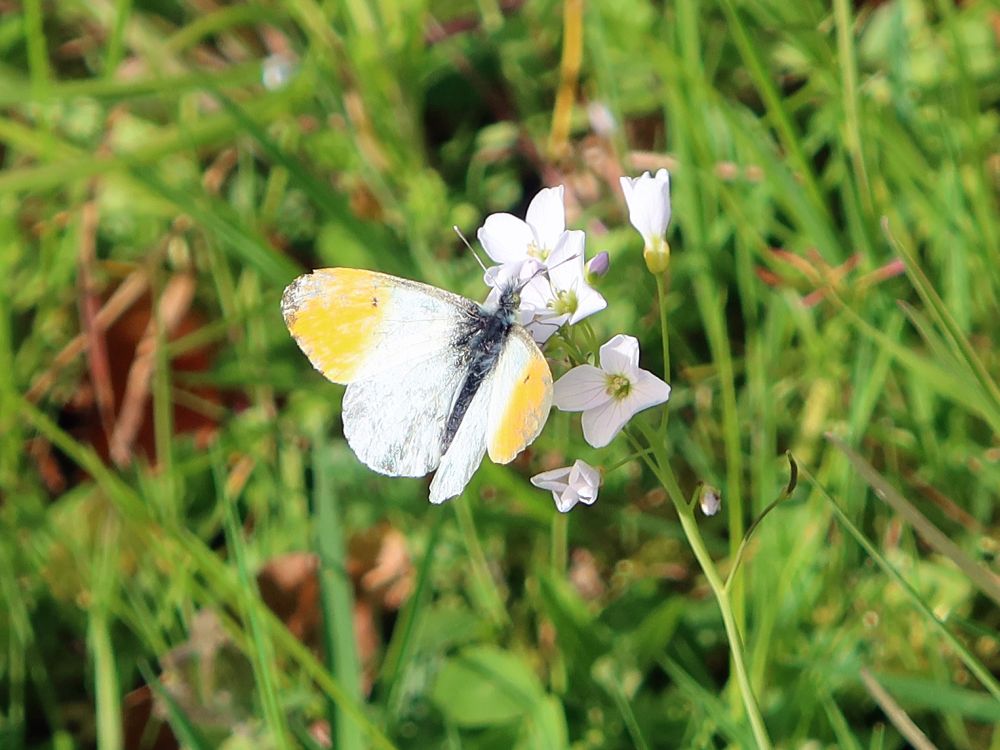 Schmetterling Aurorafalter