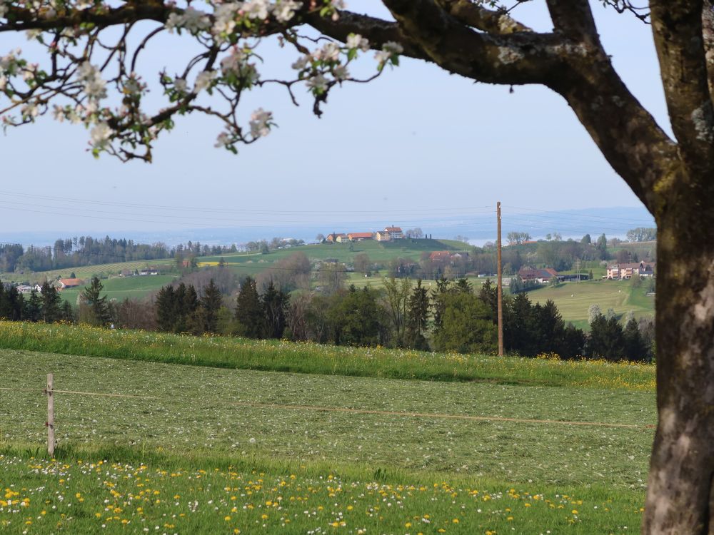 Blick Richtung Schloss Dottenwil