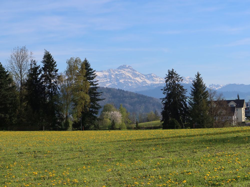 Säntis über Löwenzahnwiese