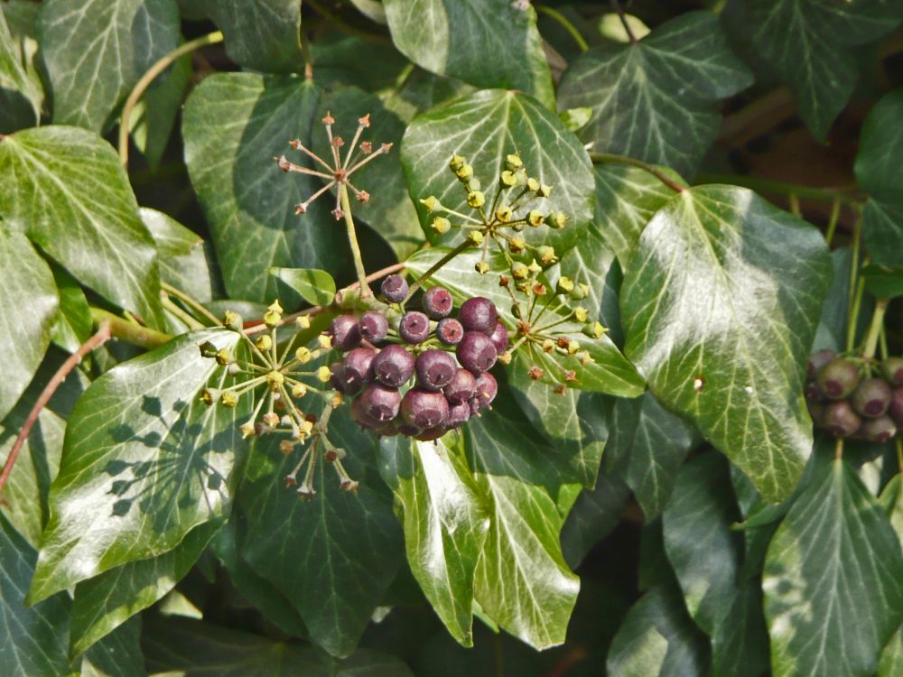 Efeublüten
