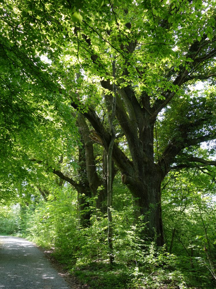 Eriskircher Riedweg