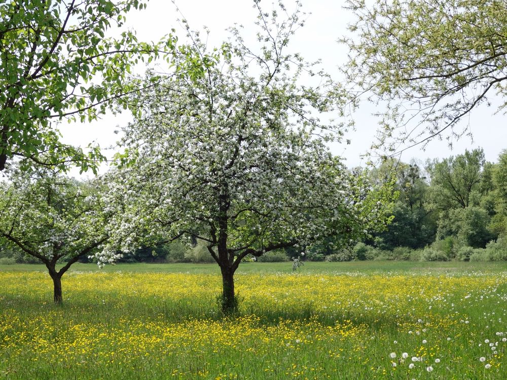 Blütenzauber