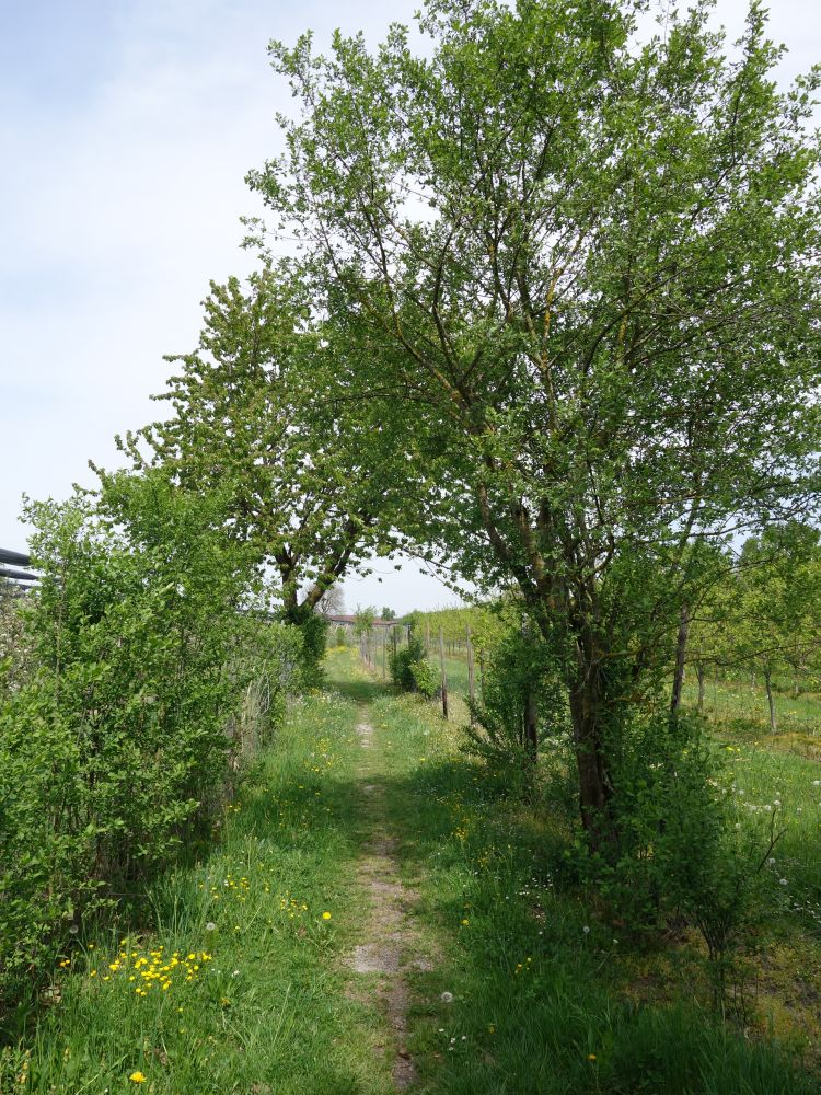 Pfad durch Obstgärten