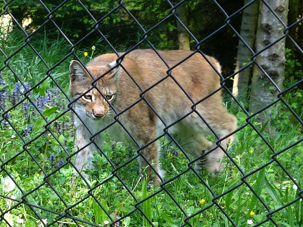 Luchs