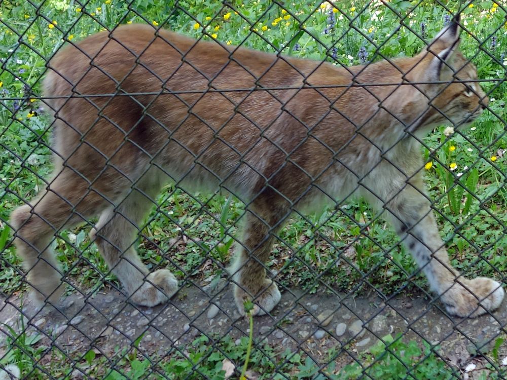 Luchs