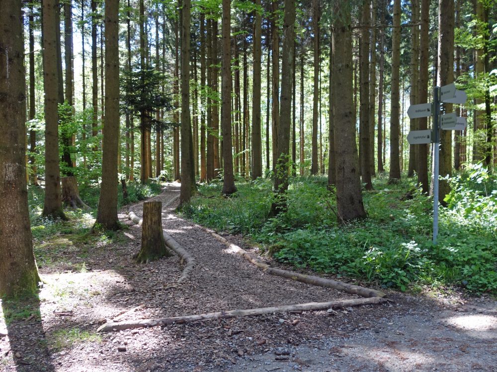 Waldweg