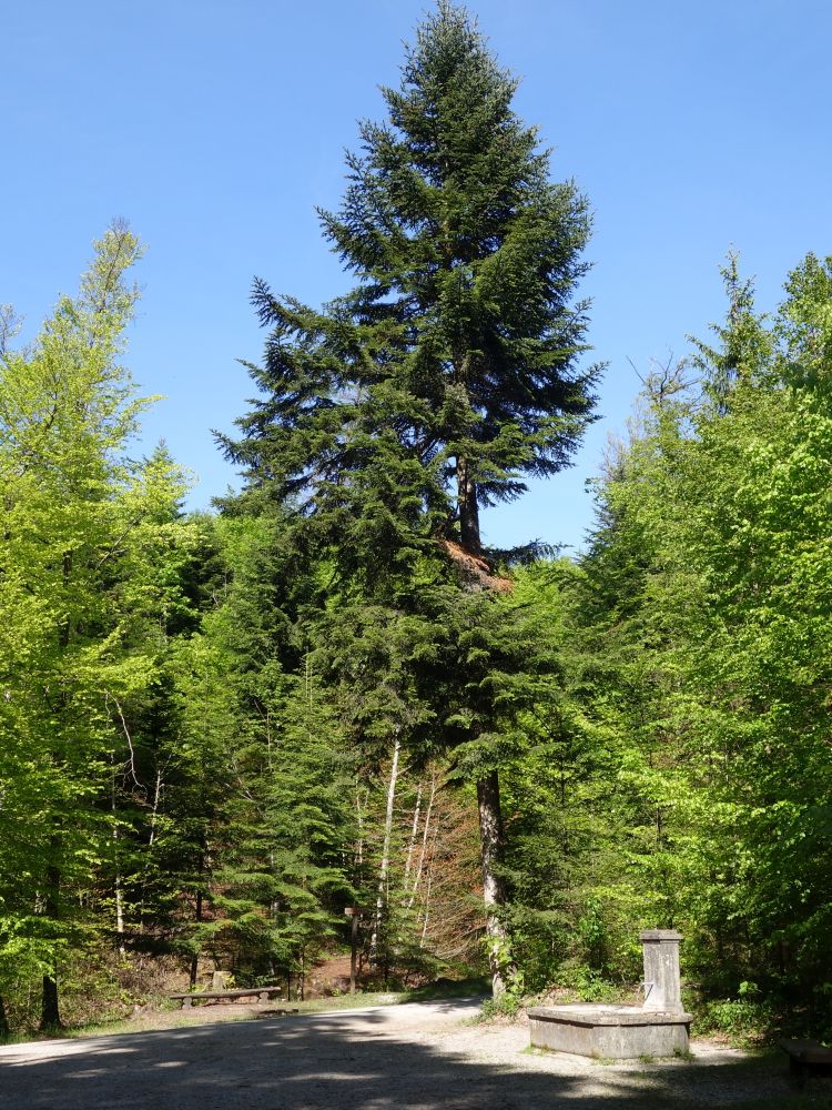 Brunnen am Sternweiher