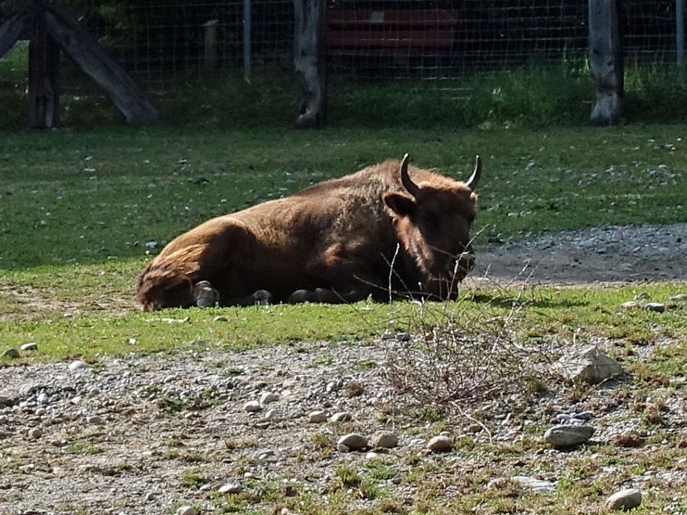 Wisent