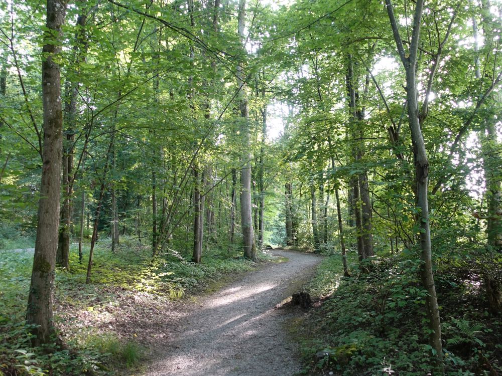 Waldweg bei Breite