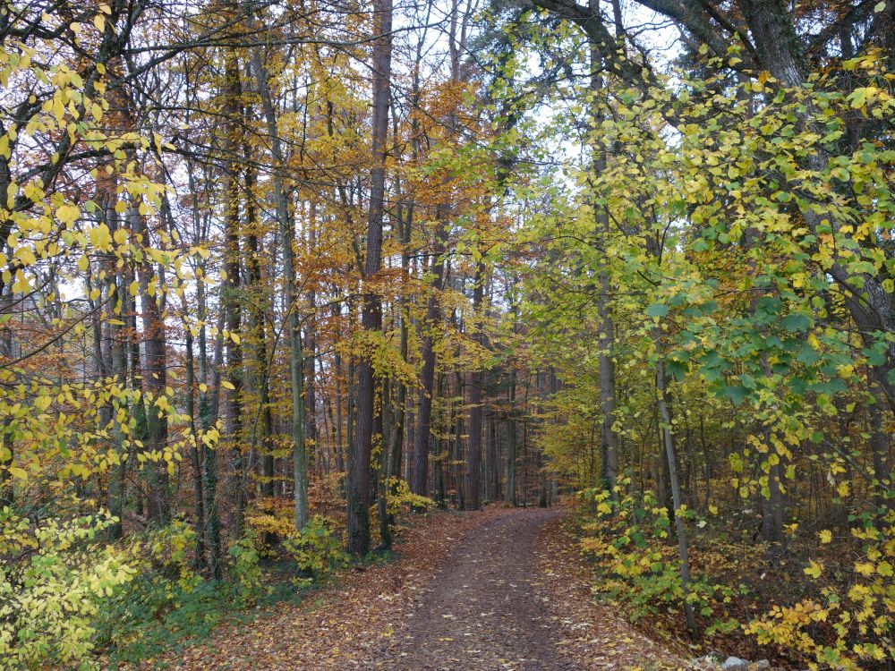 Waldweg am Eugensberg