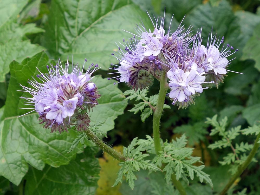 Blüte Phacelia