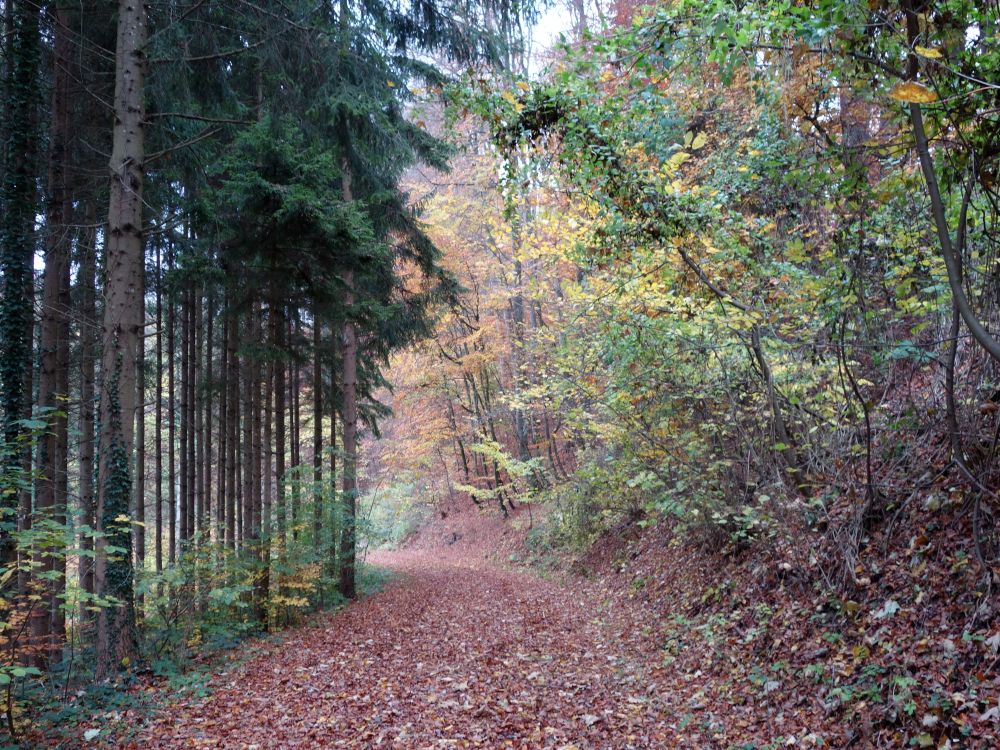 Waldweg