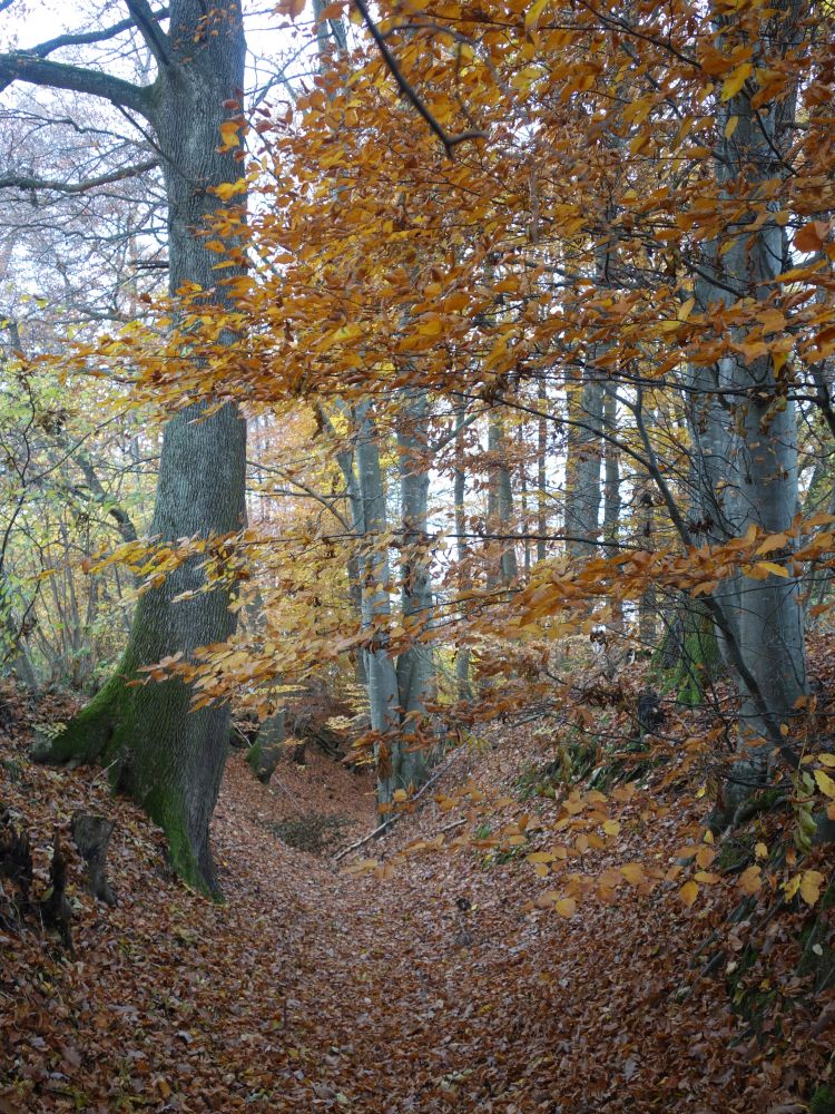 kleiner Tobel