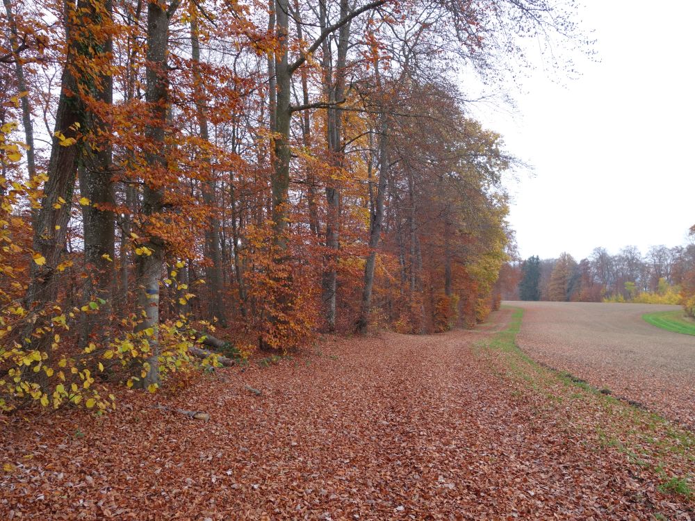 Herbstfarben