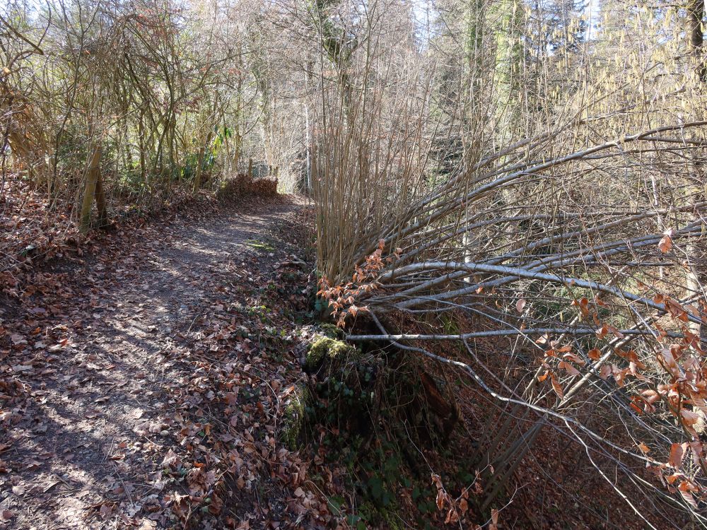 Pfad am Zilbach