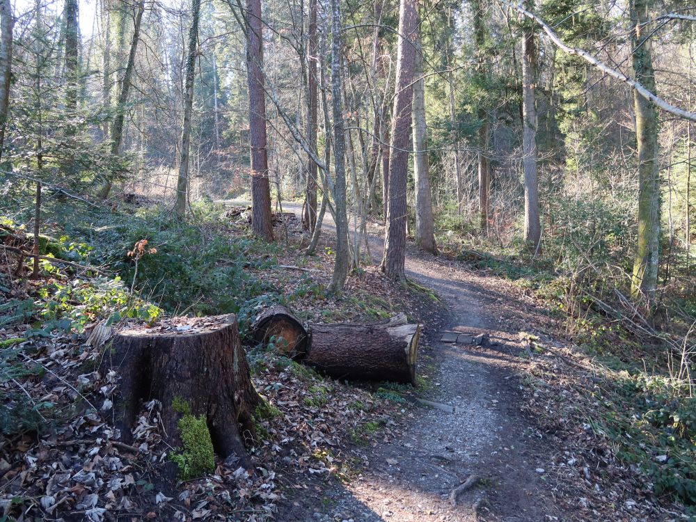 Waldpfad