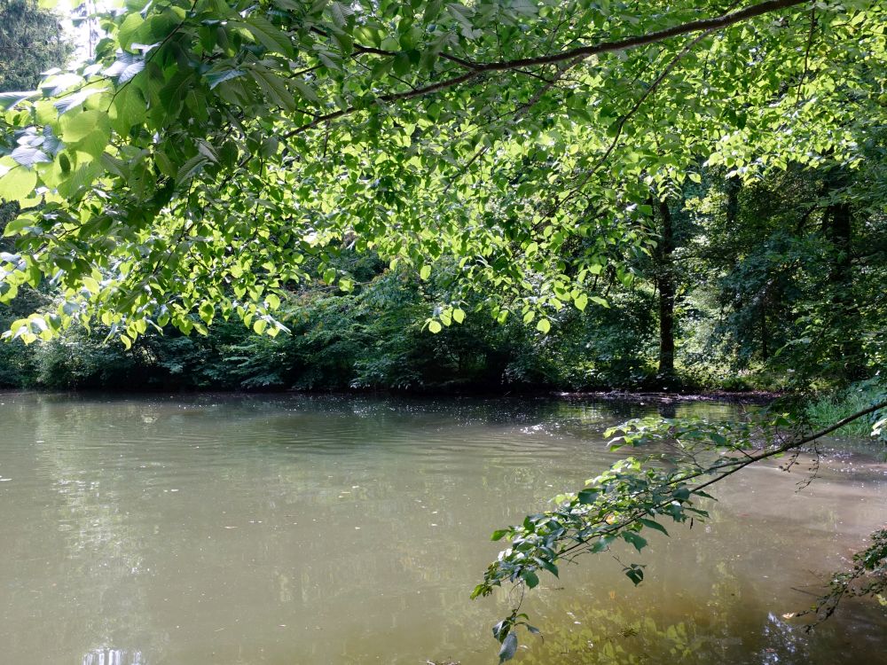 Teich im Farenbachtobel