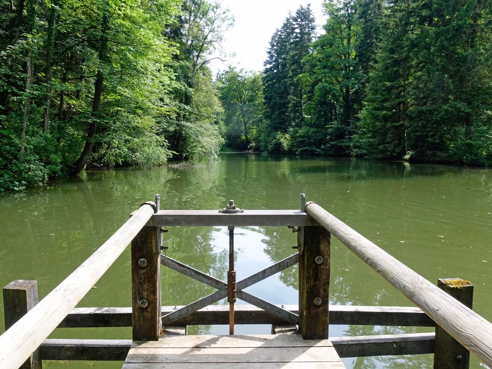 Teich im Farenbachtobel