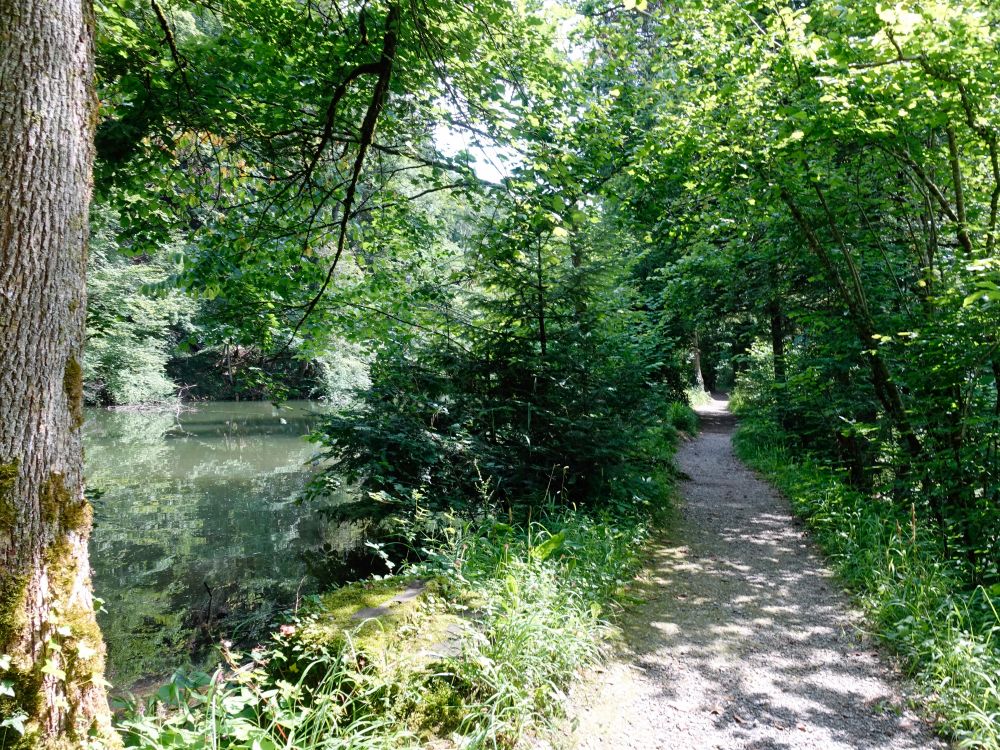 Teich im Farenbachtobel