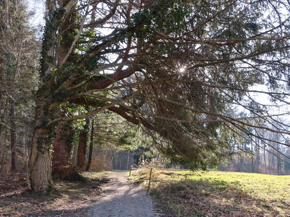 Baum im Gegenlicht