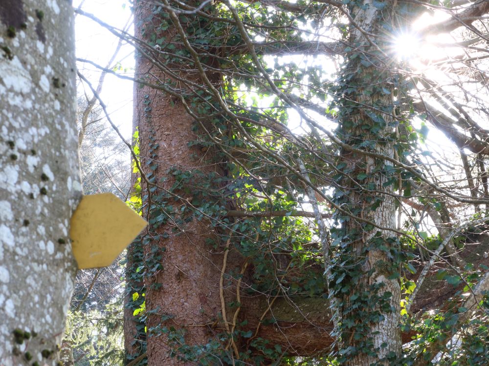 Baum frisst Schild