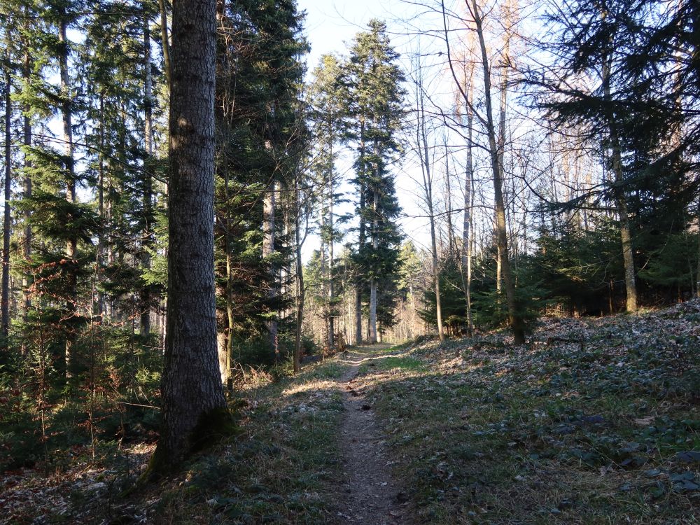 Waldweg