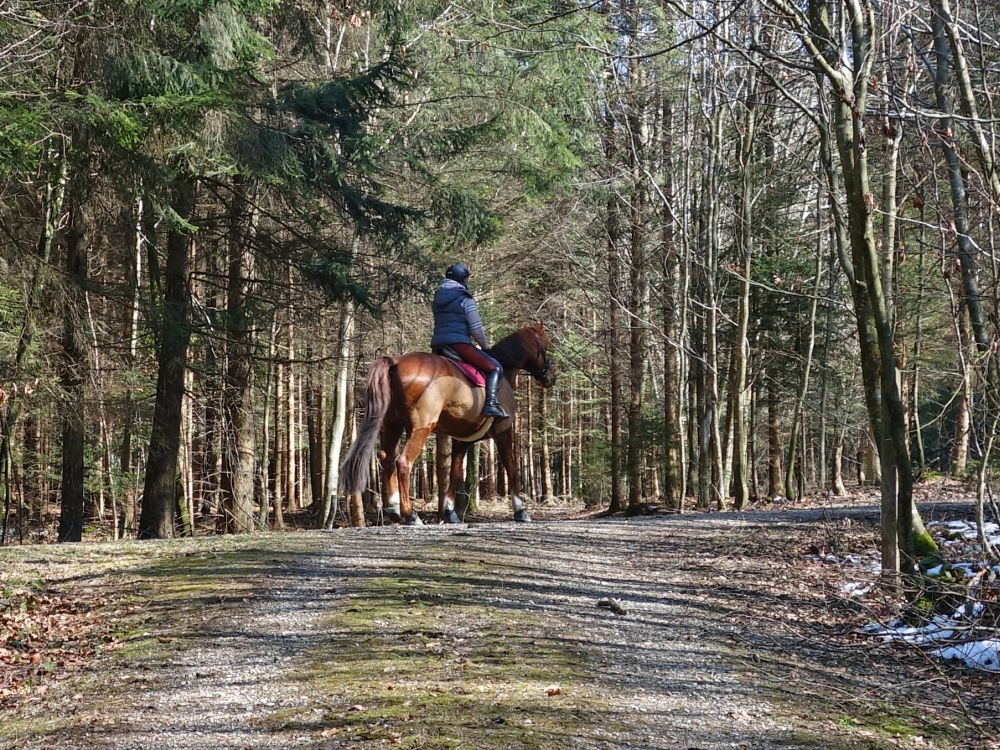 Reiter im Wald