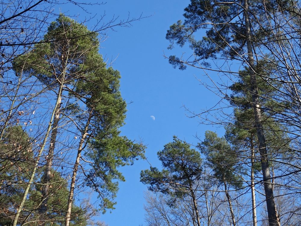 Mond zwischen Baumgipfeln