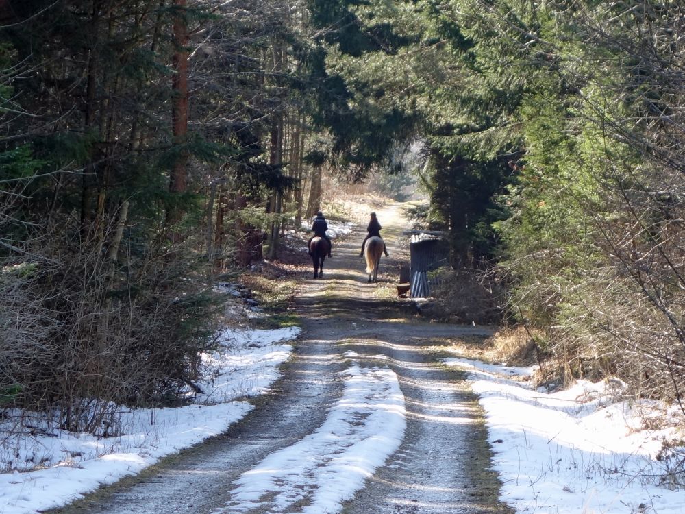 Reiter im Wald