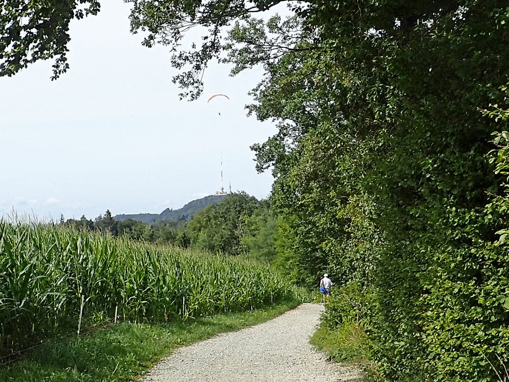 Blick zum Uetliberg