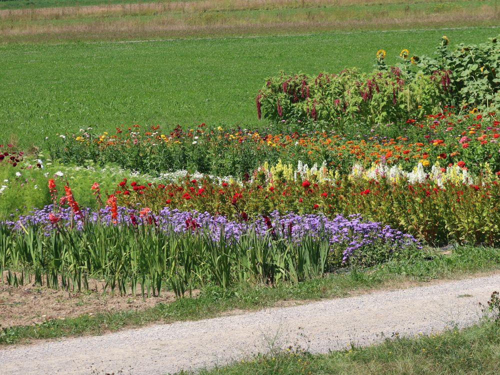 Blumen zum pflücken