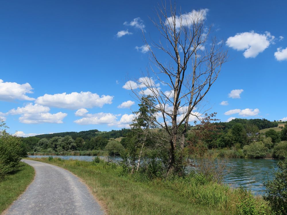 toter Baum an der Reuss