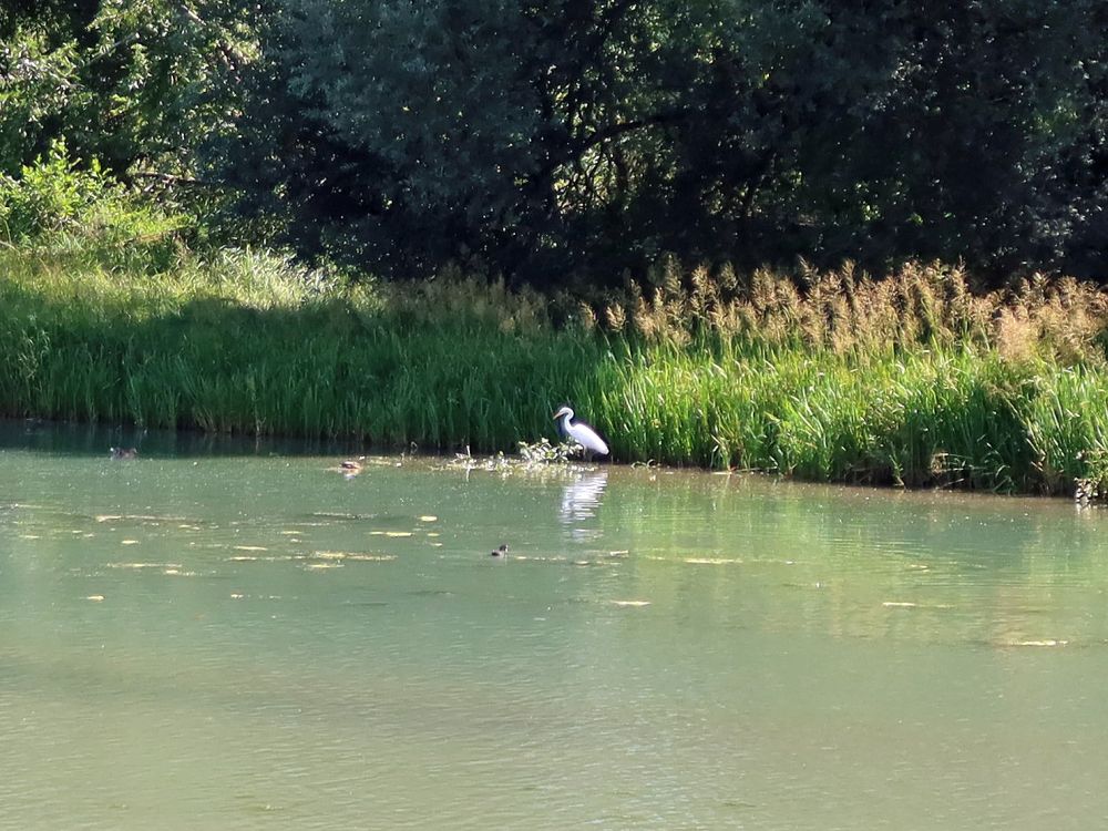 Reiher am Flachsee