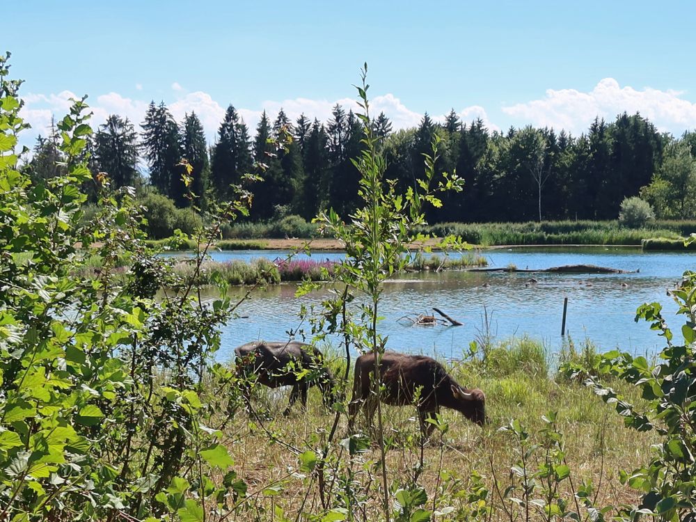 Rinder am Flachsee