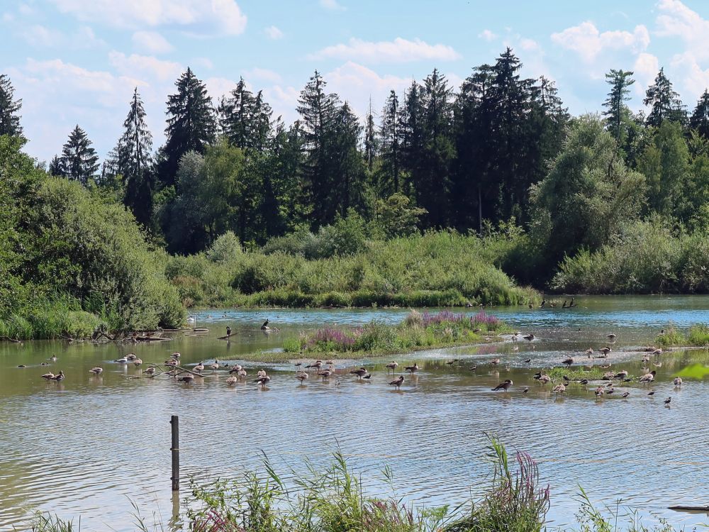 Enten im Flachsee