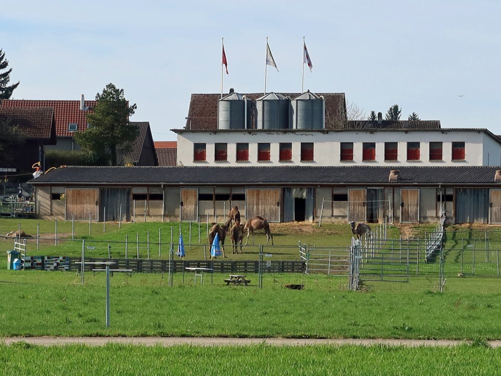 Ben's Kamelfarm