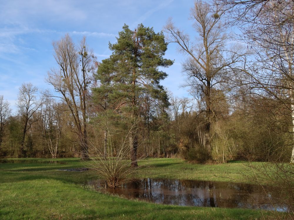 Teich bei Peterli