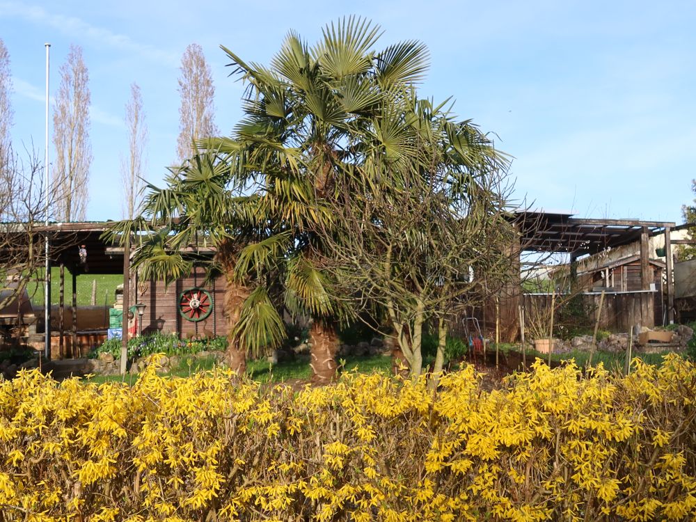 Schrebergarten mit Palme