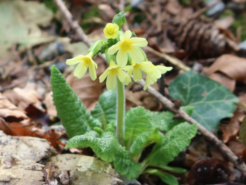 Schlüsselblume