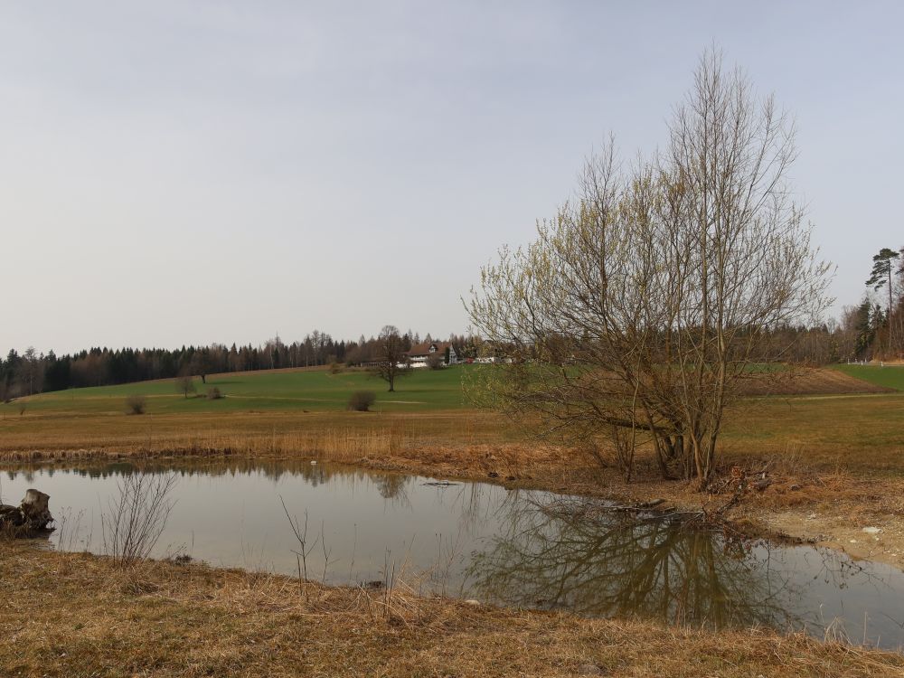 Teich im Guldenen