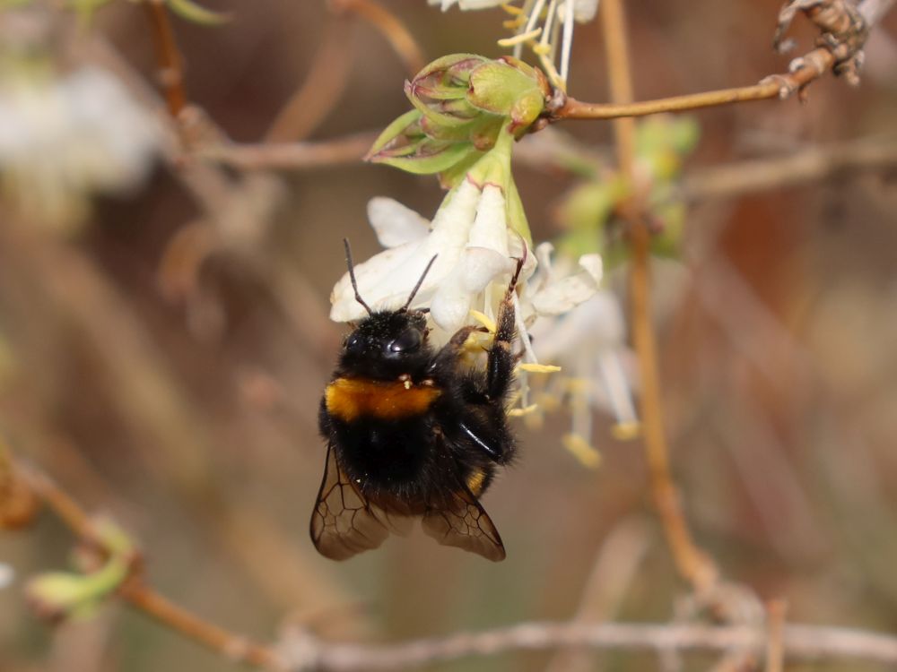 Erdhummel