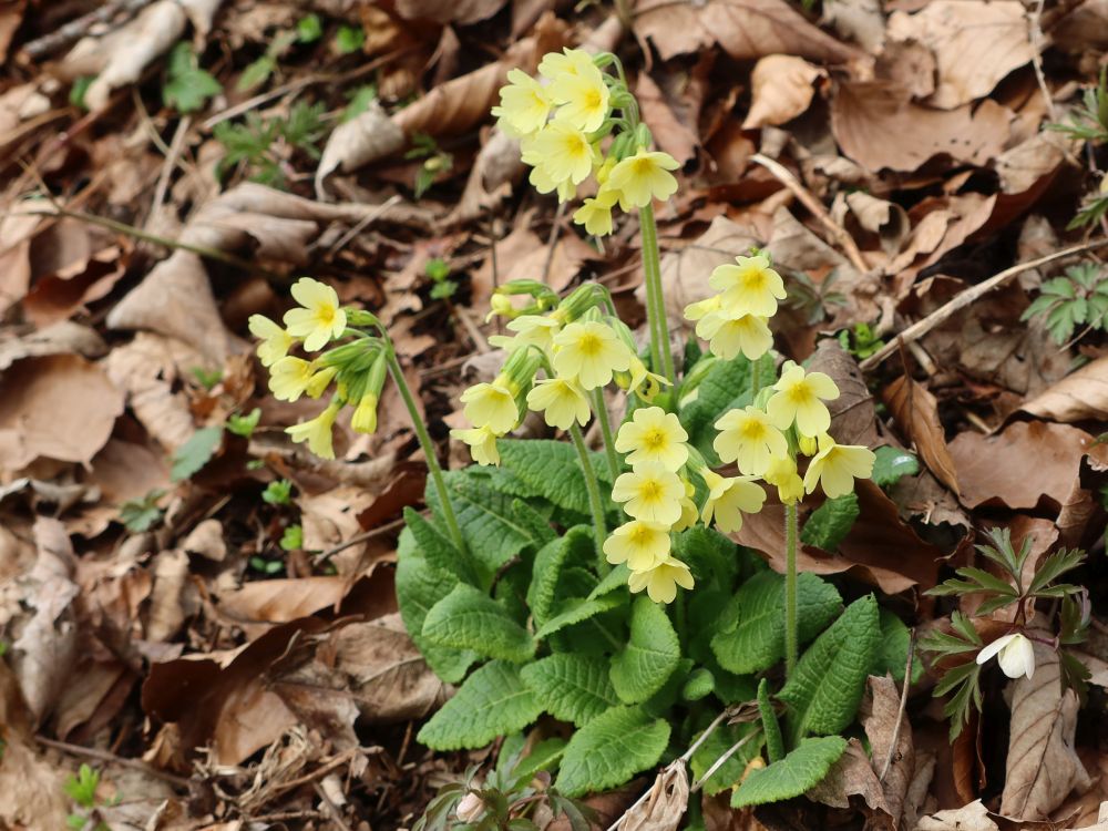 Schlüsselblumen