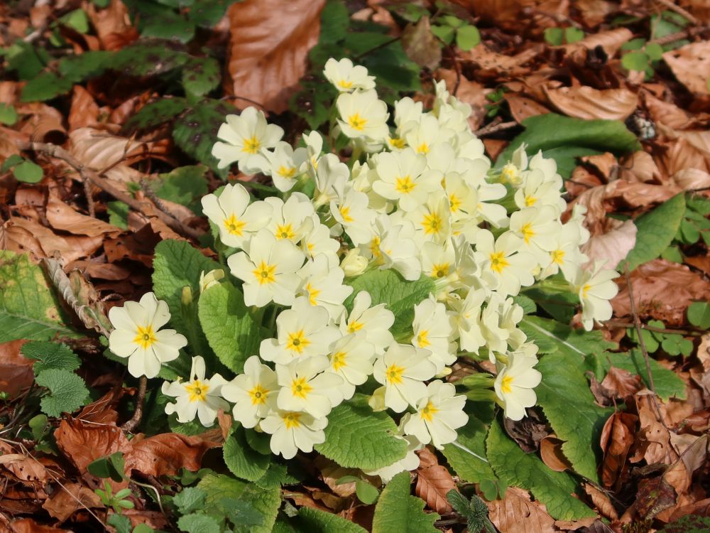 Kissen-Primel