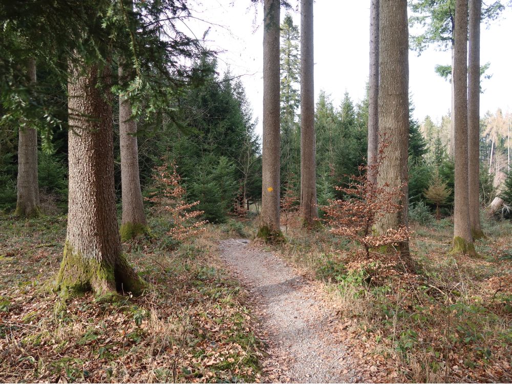 Waldpfad