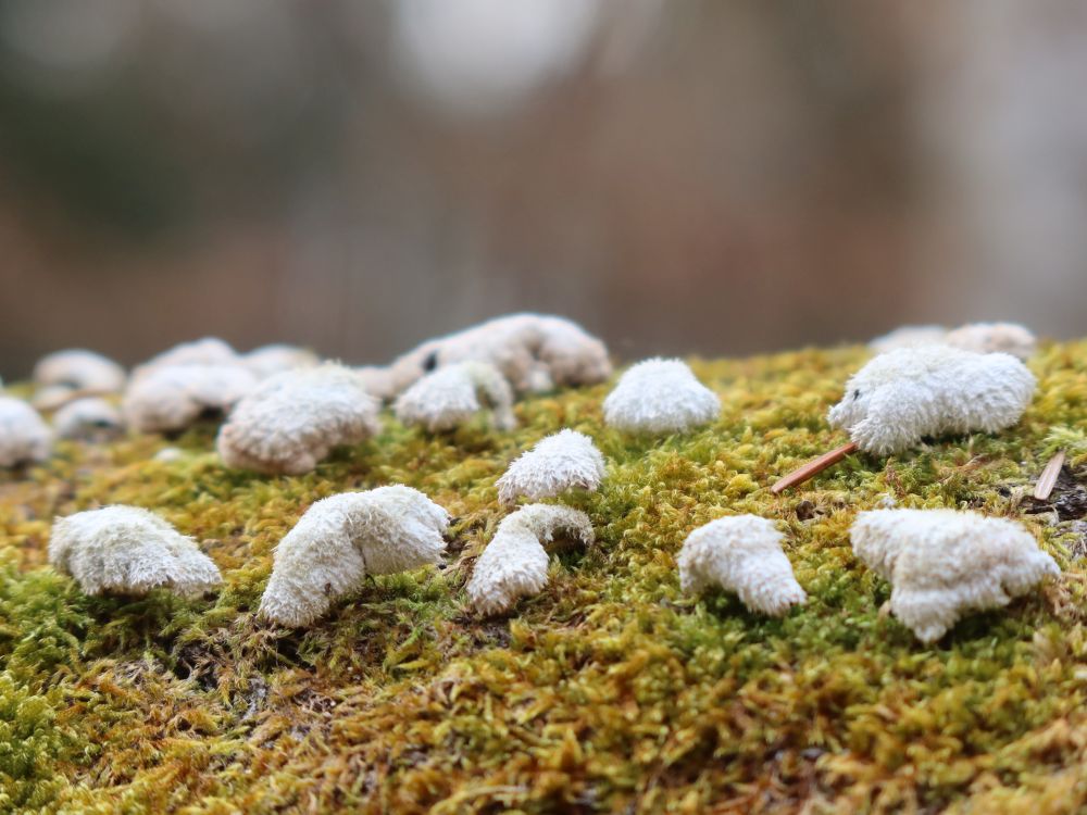 Baumpilz auf Moos