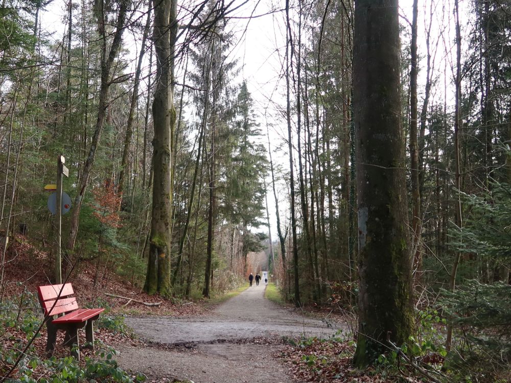 Sitzbank am Waldweg