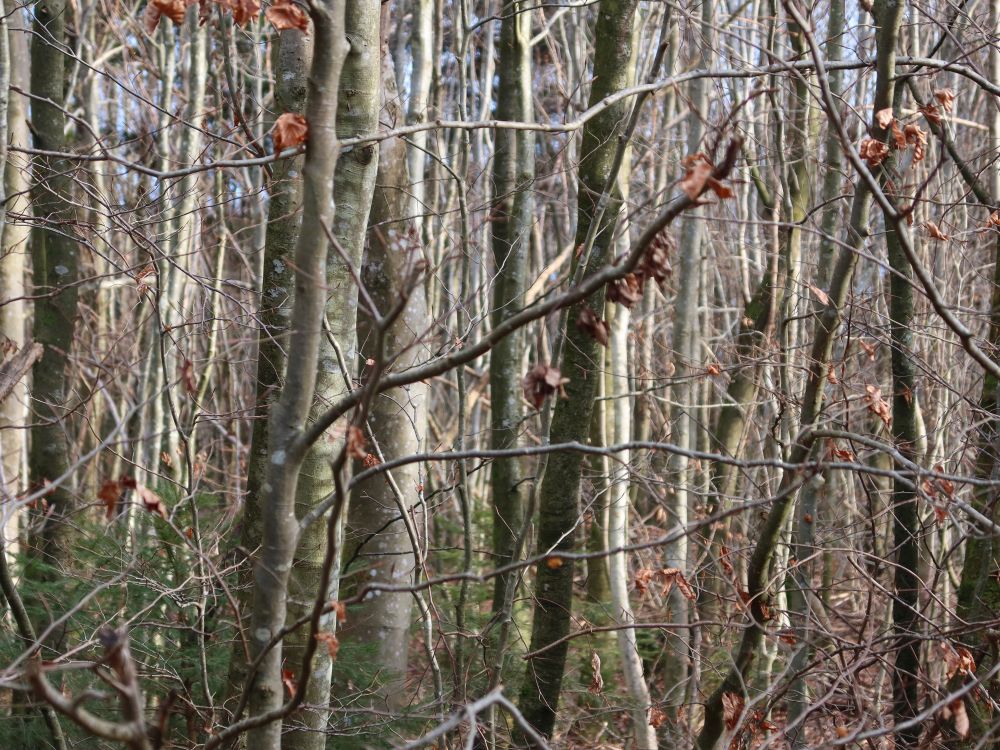Wald