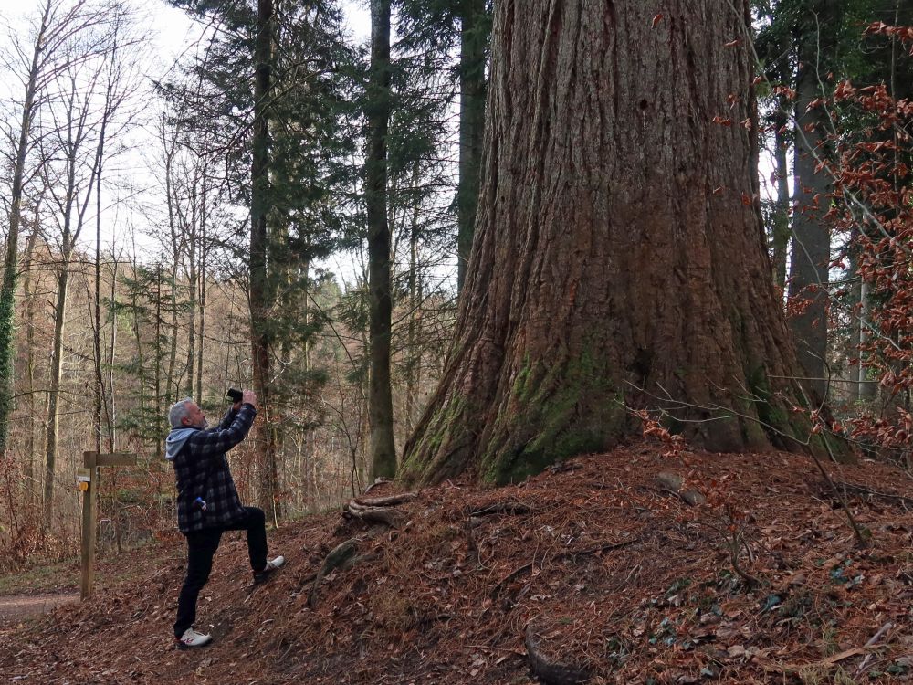 Fotograf am Mamutbaum