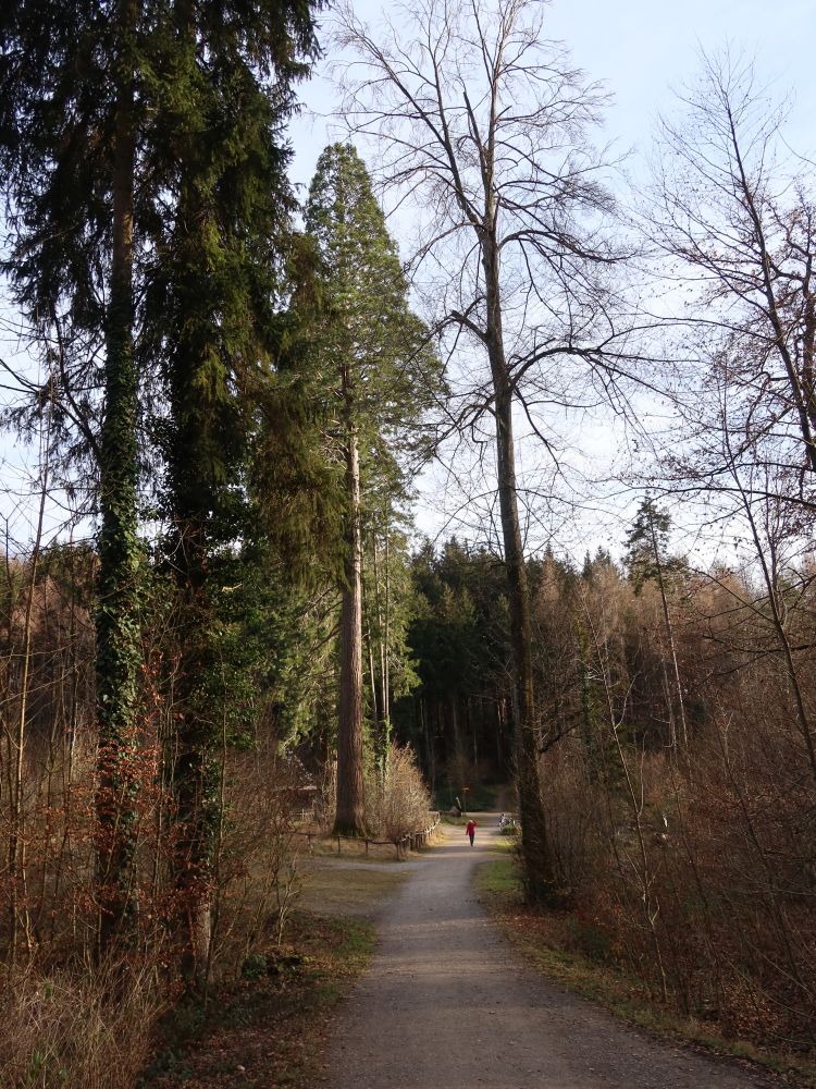 Mamutbäume