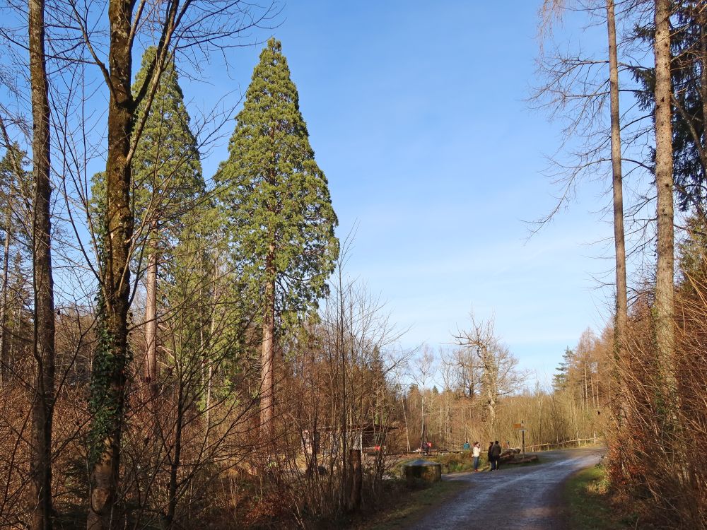 Mamutbäume